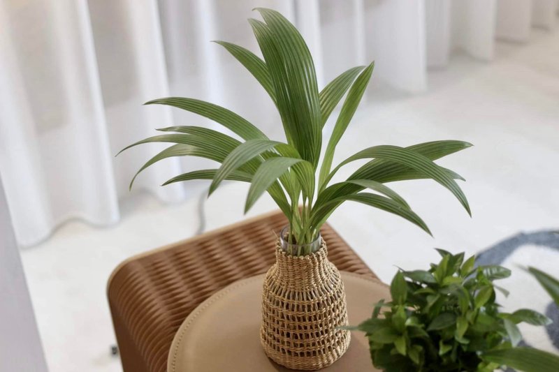 水培植栽│蒲葵_室內植物 辦公室盆栽 店內擺設 - 盆栽/植栽 - 玻璃 