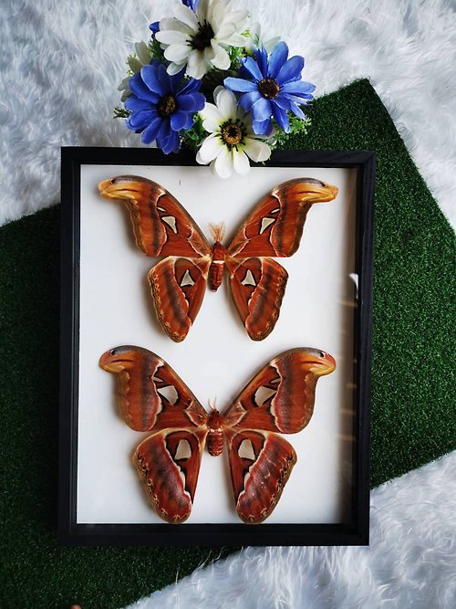 cococollection Set Atlas Moth (F&M) Butterfly Insect Taxidermy Floating in Wood Box Frame Show