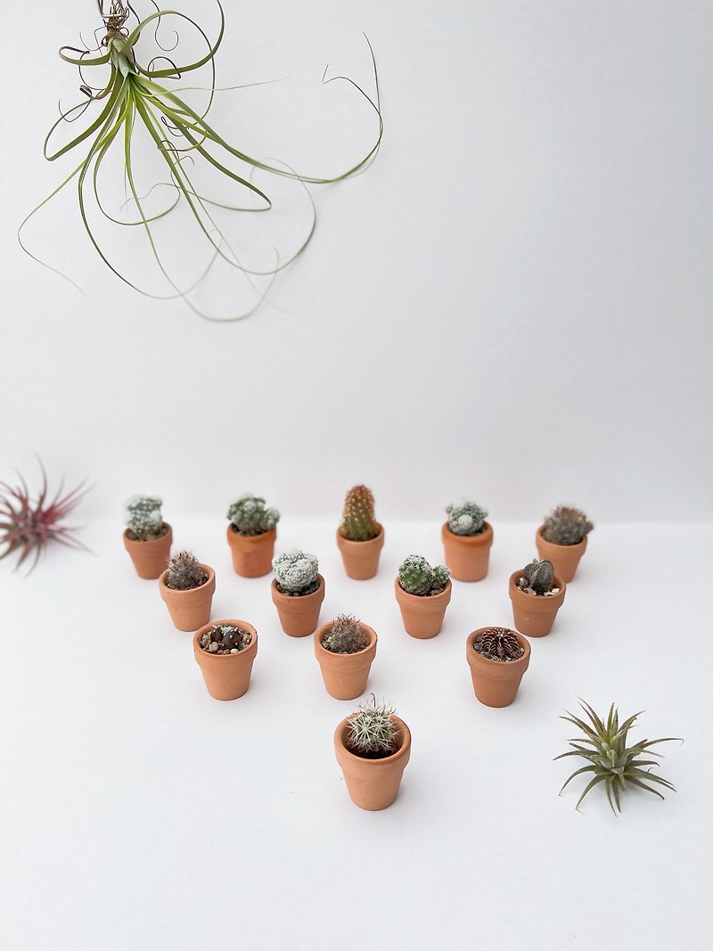 [Lazy Plant] Super Mini Potted Plant Set micro plant with pot - Plants - Plants & Flowers 