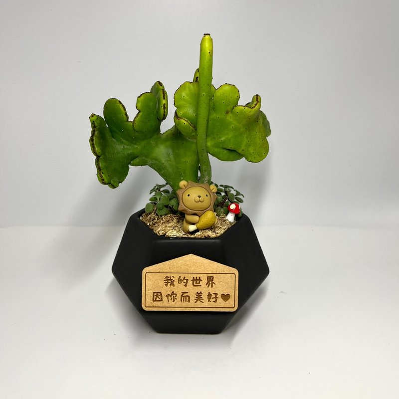 【多肉黑鑽瓷盆-珊瑚大戟(綴化)】(附吸磁字牌) - 盆栽/植栽 - 瓷 綠色