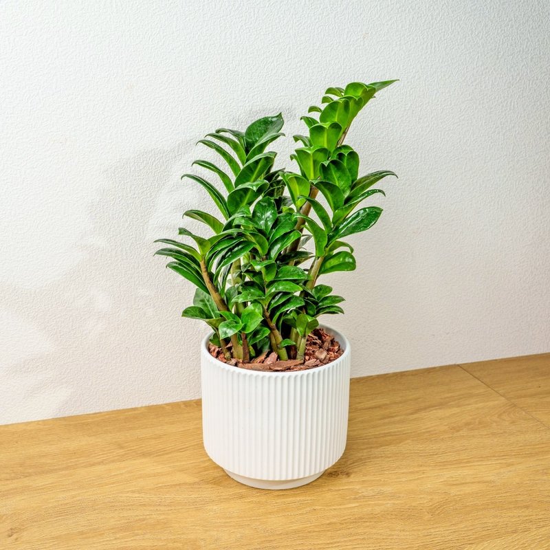 金錢樹 直線條白陶盆栽 開幕盆栽推薦 桌上盆栽 送禮 - 盆栽/植栽 - 植物．花 白色