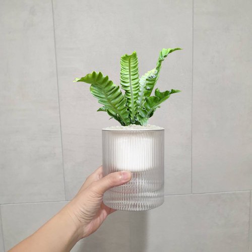 Hug Mountains 植栽 室內盆栽 銀翼山蘇 植物盆栽