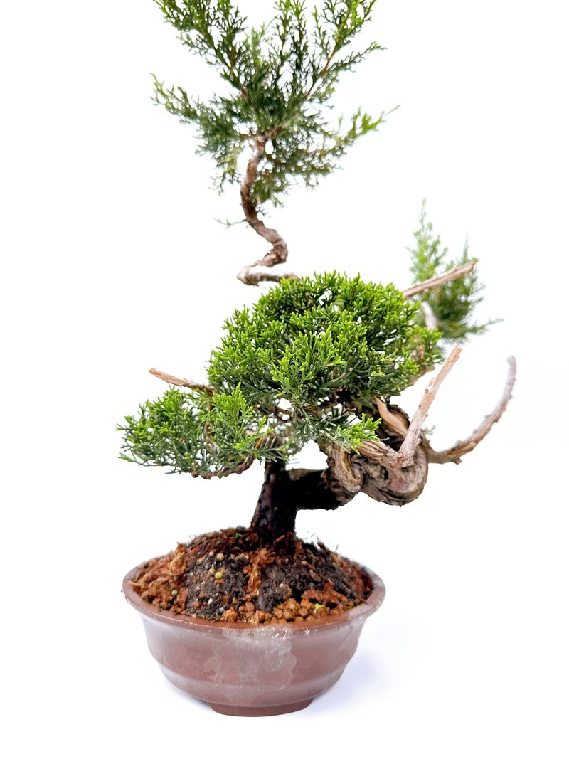 [Classic Bonsai] Ioikawa True Cypress - ตกแต่งต้นไม้ - พืช/ดอกไม้ 