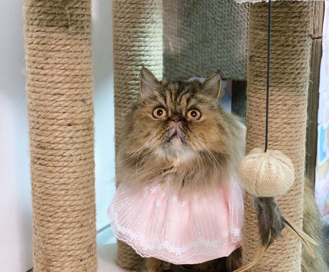 ピンクプリンセス ツバ ショルダー レース プリンセス 猫と犬の首輪