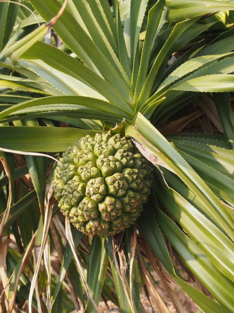 露兜純露 Pandanaceae Hydrosol - 其他 - 濃縮/萃取物 