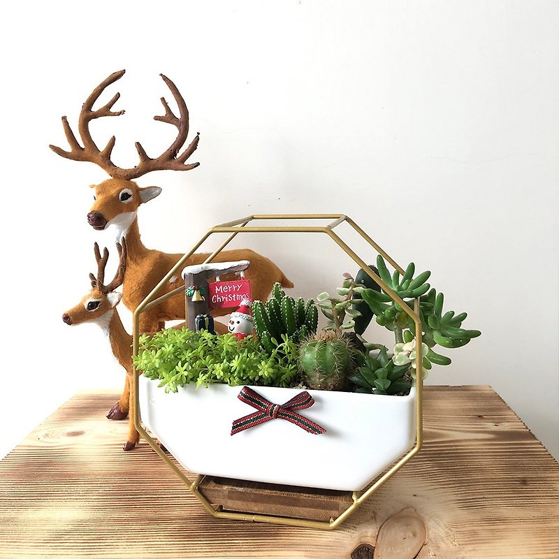 [竒 Planting Flowers] Gold frame textured succulent potted Christmas exchange gifts customized gifts in stock - Plants - Plants & Flowers 