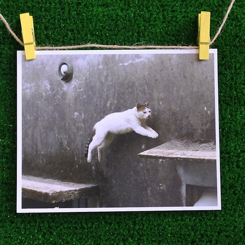 Cat&#39;s photo postcard