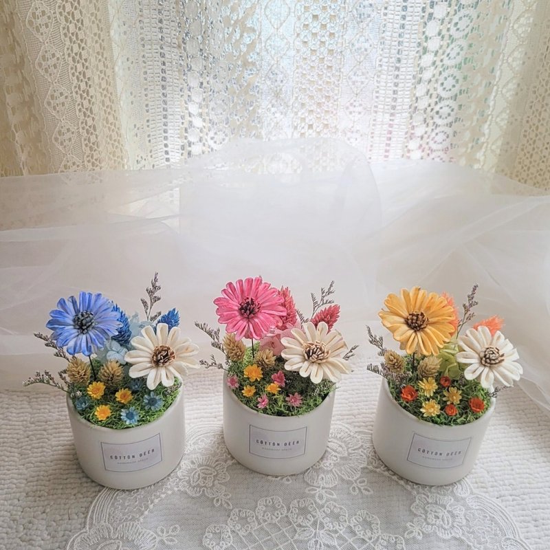 索拉太陽小桌花。盆花。擺飾。附包裝。禮物 - 乾燥花/永生花 - 植物．花 