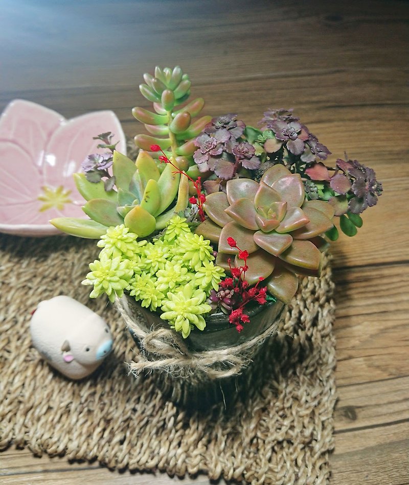 Ya-multi-small pots | potted gifts birthday opening - ตกแต่งต้นไม้ - พืช/ดอกไม้ สีดำ
