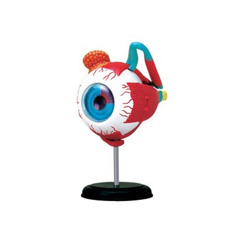 サイ氏のサイエンスファクトリー 4Dモデル - 眼球解剖模型 - 人形・フィギュア - プラスチック 