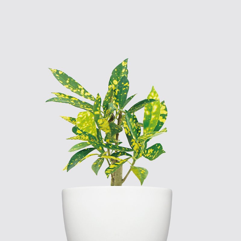 ││シリーズサイフォーススプリンクルゴールドCodiaeum-屋内水耕鉢植物自動補充 - 観葉植物 - 寄せ植え・花 ホワイト