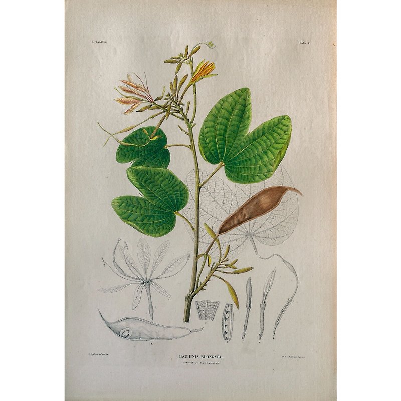 豆科植物 Bauhinia Elongata - 植物圖鑑-版畫 - 掛牆畫/海報 - 紙 