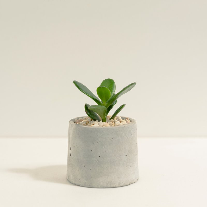 Emerald Wood│Clay Work Series│Fortune Planted - Plants - Cement Green