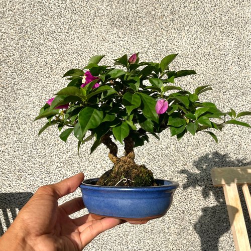 小品盆栽-九重葛盆景送禮野趣小品盆栽Rustic Charm Bonsai｜盆栽