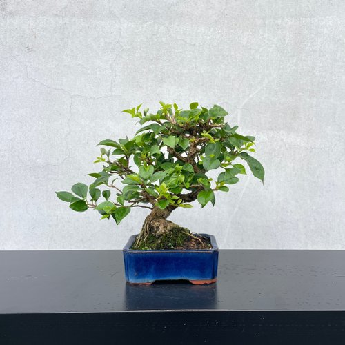 柴勝　小品盆栽 小品盆栽-九重葛盆景送禮野趣小品盆栽Rustic Charm Bonsai｜盆栽