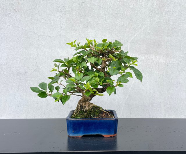 ミニミニ盆栽セット　ハリツルマサキ　ブーゲンビリア ミニミニ盆栽セット ハリツルマサキ ブーゲンビリア ミニ盆栽