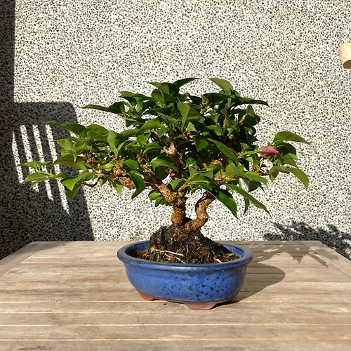 小さな盆栽-ブーゲンビリア盆栽ギフト