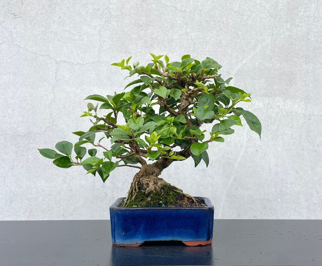 ブーゲンビリア盆栽 ブーゲンビリア盆栽 : r/Bonsai