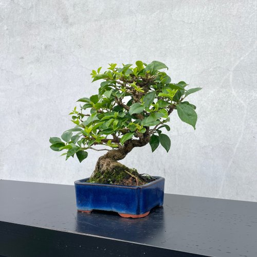 ミニ盆栽　小品盆栽　ブーゲンビリア　ハリツルマサキ　ミニミニセット ミニ盆栽 - ブーゲンビリア 盆景 ギフト - ショップ rustic