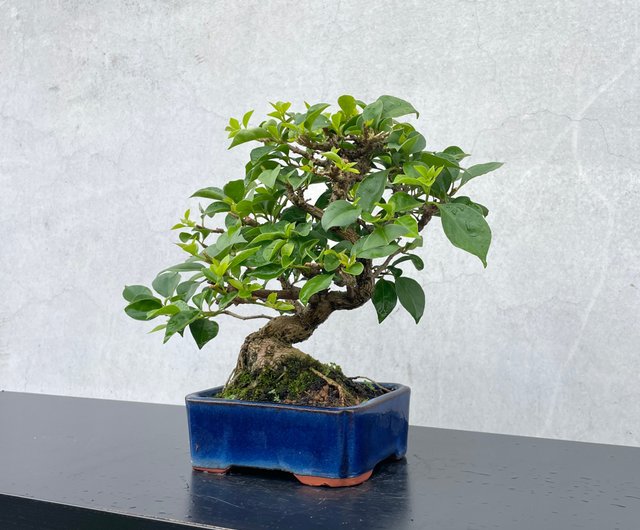 ミニ盆栽 - ブーゲンビリア 盆景 ギフト - ショップ rustic