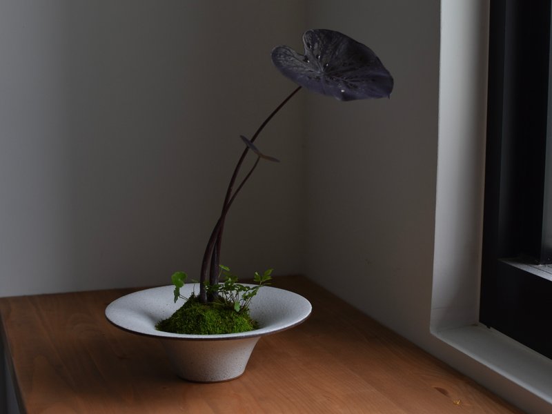 陶事 侘草缽 苔球缽 苔玉缽 - 花瓶/花器 - 陶 白色