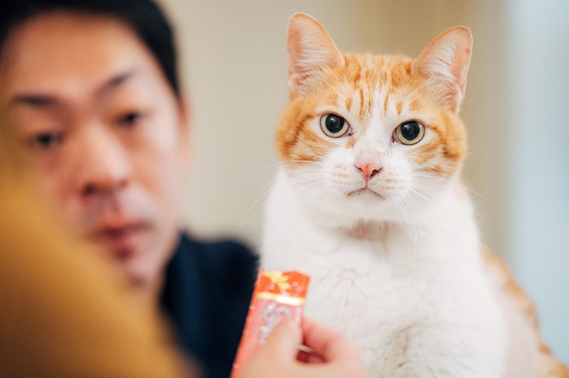 文化局: orange cat plate - 客製化寵物商品 - 瓷 