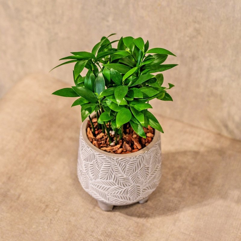 Bamboo and cypress small leaf pattern Cement potted table potted plant opening gift housewarming gift - ตกแต่งต้นไม้ - พืช/ดอกไม้ 