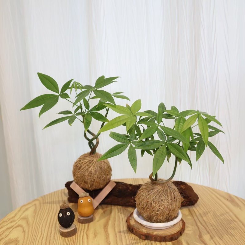 |發財樹、馬拉巴栗苔球| 贈送塑膠底座 / 植男人紳 手作苔球 - 植栽/盆栽 - 植物．花 綠色