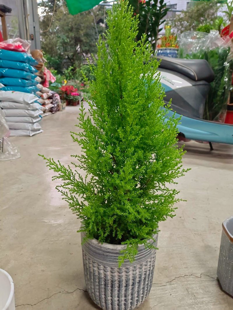 【Christmas Limited】Christmas Tree / Cedar Cypress Simple and High-quality Potted Plants for Personal Use - Plants - Pottery 