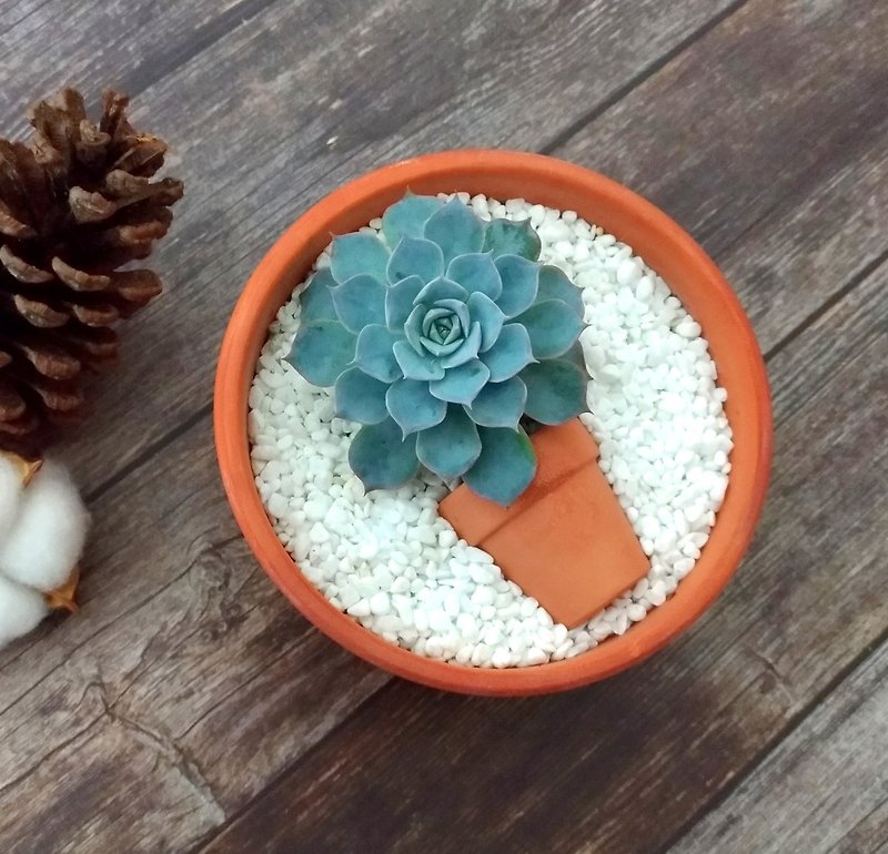 【Potted Plants】Inverted Plant Series_Old Le / Succulent Plants / Gift Planting Graduation Gift