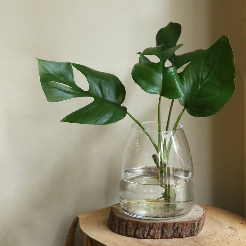 水耕植物——藍葉姬龜背 玻璃器 室內觀葉 水耕 植物