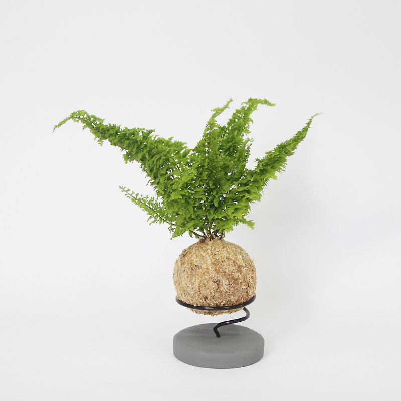密葉腎蕨苔球+水泥底座 - 植物/盆栽/盆景 - 植物．花 綠色