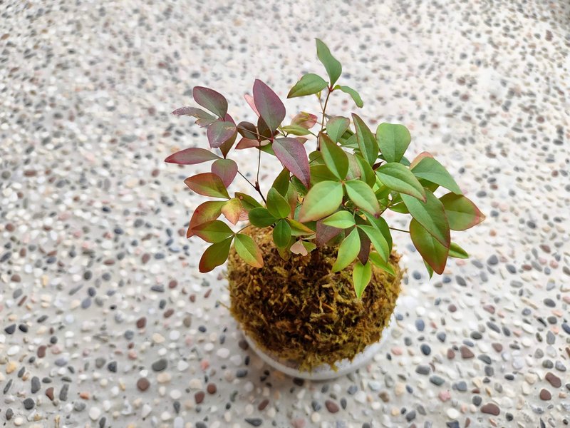 南天竹苔球│陽台植物│喜光植物│觀葉植物 - 盆栽/植栽 - 植物．花 紅色