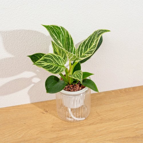 巧繪網植物館 鉑金蔓綠絨 植栽 免澆水盆栽 室內植物 觀葉植物 辦公室小物