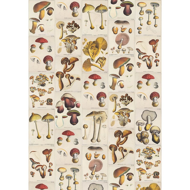 Italian IFI Poster Mushroom Illustration - ตกแต่งผนัง - กระดาษ หลากหลายสี