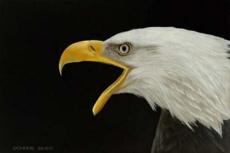 Original Oil Painting On Canvas Eagle Painting Modern Artwork Large Painting - 壁貼/牆壁裝飾 - 棉．麻 多色
