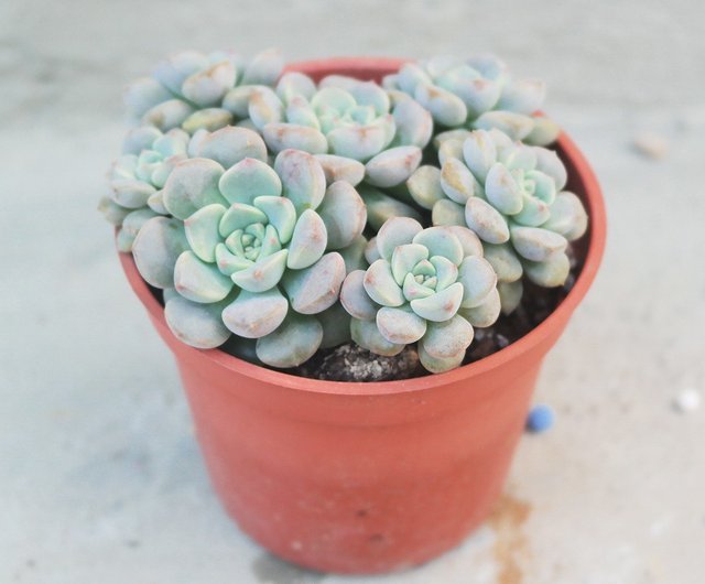 おまとめ中！39SALE！多肉植物^o^  ティンカーベル Dou Dou 多肉植物】【ティンカーベル】新築祝い│ギフト│販促