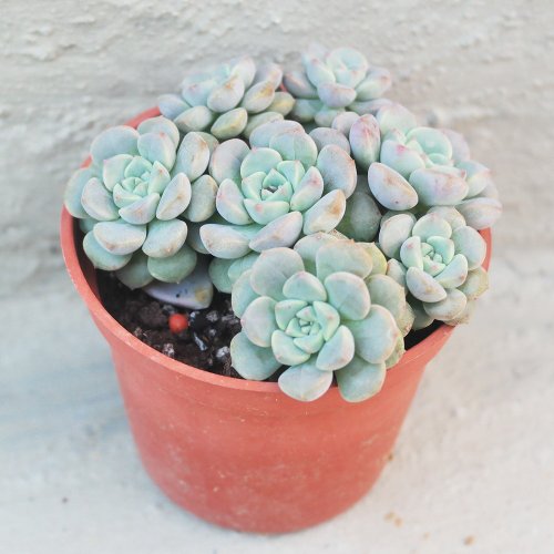 おまとめ中！39SALE！多肉植物^o^  ティンカーベル 202ead3e568dbfce0bc11240ad9656