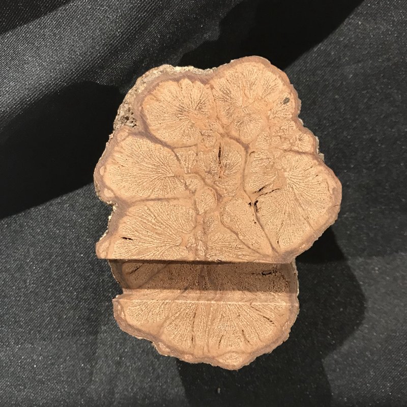 客製名片座 菊花木 - 擺飾/家飾品 - 木頭 咖啡色
