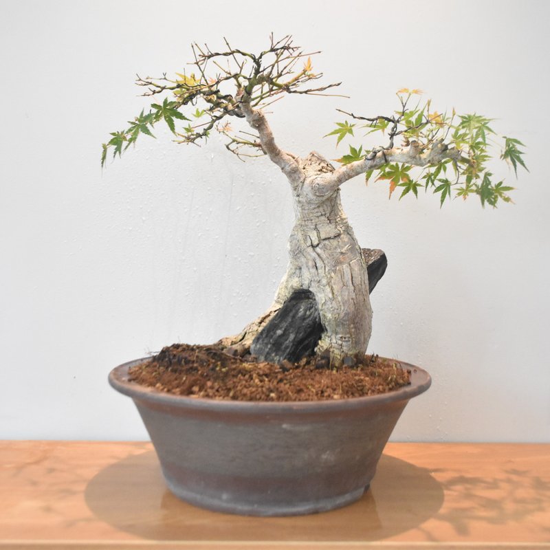 Maple (Yamamomiji, Stone Style) | Bonsai planet - Plants - Plants & Flowers 