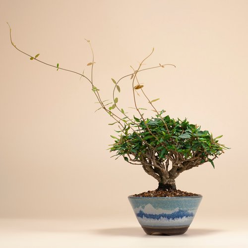 雀樓植栽 【日本植物】縮緬葛 小品盆景 居家陽臺 窗臺植物