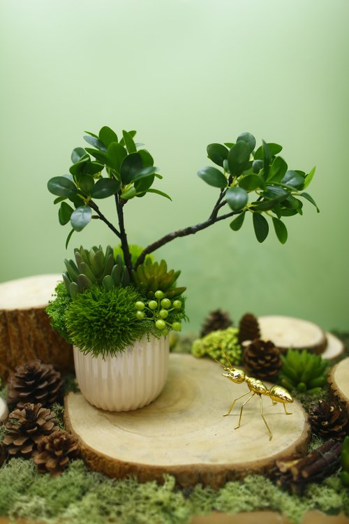 榆果傢飾 HUGO DECO 榕樹下的禪學 綠植款香氛盆栽/擬真植物/人造盆栽/綠化/佈置/禮物