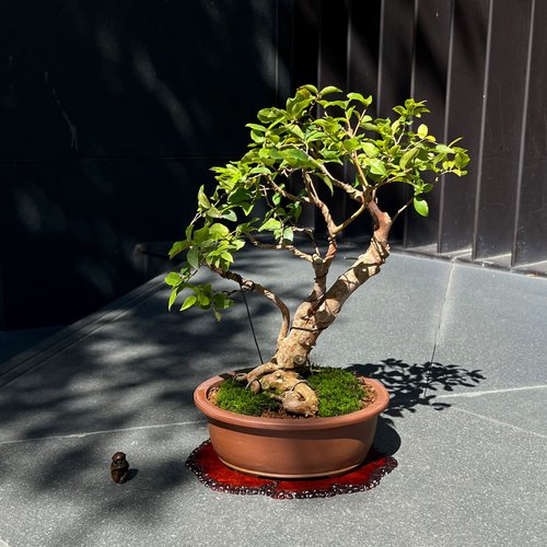 mu bonsai 翠庭 嘉寶果 樹葡萄∣盆景 果物盆栽