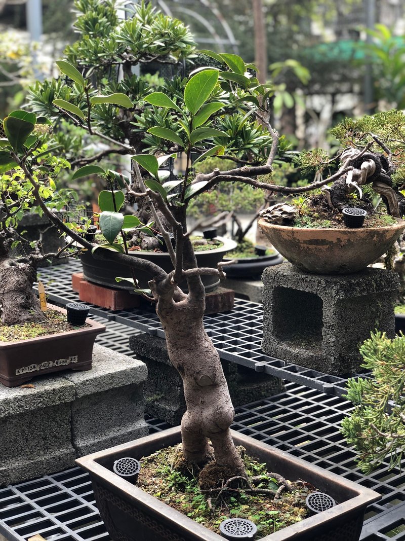花彩Suzalon 榕樹 正榕 老盆 盆景 - 盆栽/植栽 - 植物．花 綠色