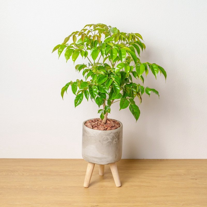 旺旺樹 水泥盆栽 落地盆栽 小高木腳水泥盆栽 開幕送禮 喬遷禮物 - 盆栽/植栽 - 植物．花 灰色