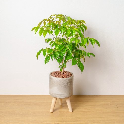 巧繪網植物館 旺旺樹 水泥盆栽 落地盆栽 小高木腳水泥盆栽 開幕送禮 喬遷禮物