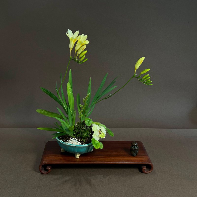 日本柴勝鉢∣原生小蒼蘭山野草盆栽 開花中 - 盆栽/植栽 - 陶 
