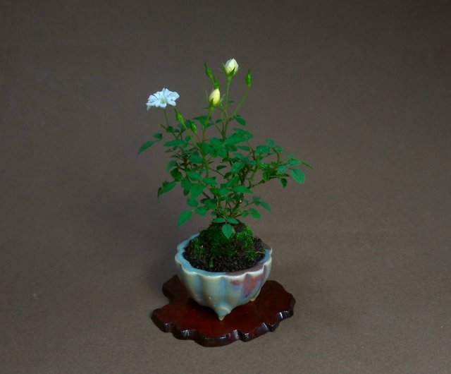 日本山形姬薔薇 豆盆栽稀有品種 設計館茉莉愛草mu Bonsai 植栽 盆栽 Pinkoi