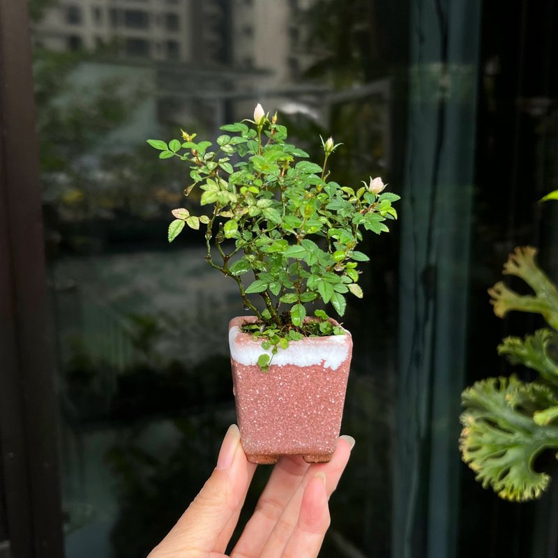 Japanese Yamagata rose ∣ bean potted plant in bloom - ตกแต่งต้นไม้ - ดินเผา 