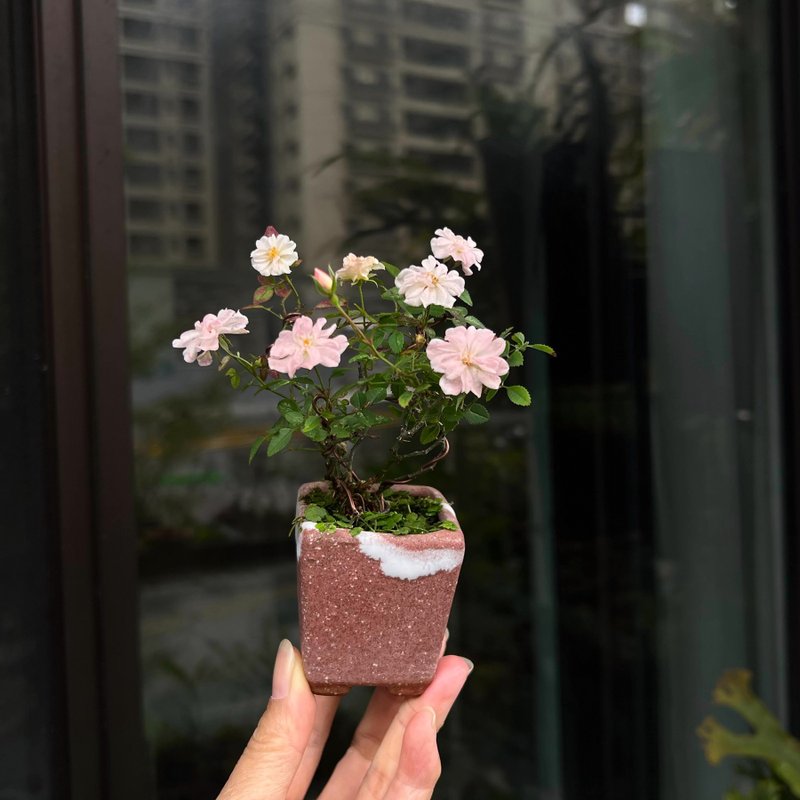 日本山形姬薔薇∣豆盆栽 開花中 - 植栽/盆栽 - 陶 